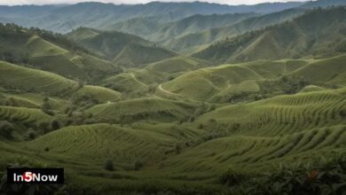 How Coffee Is Grown and Harvested Around the Globe