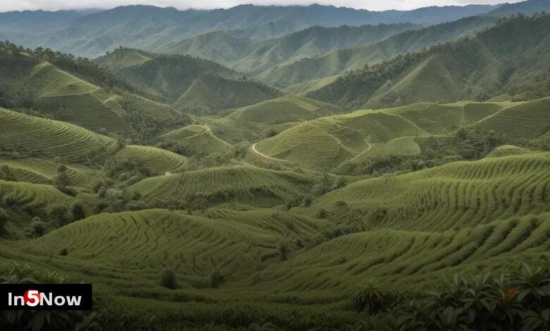 How Coffee Is Grown and Harvested Around the Globe